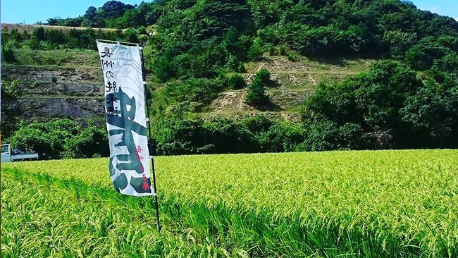 山田锦酒造米——贵特别纯米清酒